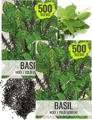 Miniatura 29 de Seed Needs Semillas de albahaca para plantar hierbas de albahaca tailandesa, sin OMG y semillas de hierbas sin tratar para cultivar un jardín