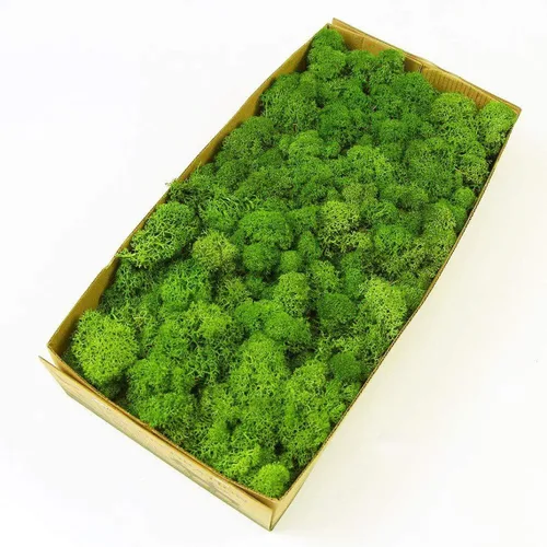 Musgo de Reno Preservado Verde Natural Kit de Bricolaje Arte de Jardinería Decoración de Pared Decoración de Floristería Decoración de Mesa de