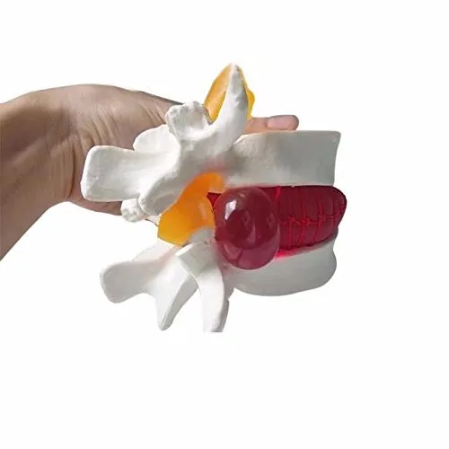 Miniatura 6 de DENTAL Color blanco oral 1:1.5 vértebras lumbares humanas anatómicas degenerativas lumbares modelo de columna vertebral humana US Stock