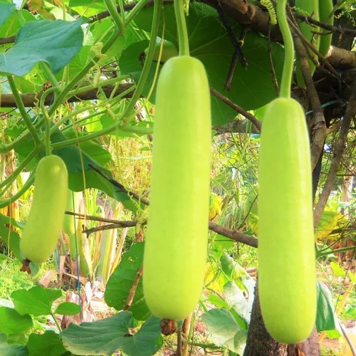 TomorrowSeeds - Semillas de calabaza de botella de calabash - Más de 10 unidades - para plantar Lauki Dudhi Melón largo Loki indio Doodhi Kaddu Opo