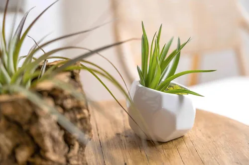 Miniatura 6 de Air Plant Shop Juego de 3 soportes geométricos blancos con plantas de aire mixtas, al por mayor y a granel, suculentas - Tillandsia viva - Plantas