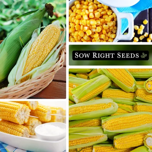 Miniatura 4 de Sow Right Seeds - Semilla de maíz dulce Bantam para plantar - Paquete de reliquia sin OMG con instrucciones para plantar un huerto casero - Cultiva