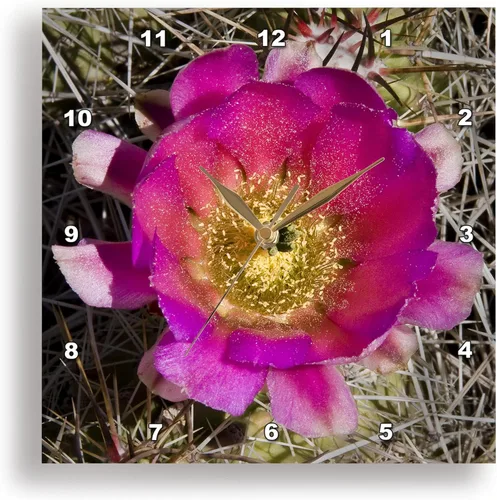 dpp _ _ _ _ _ _ _ _ _ _ 32397 Jerry Funk Foto Artisan Flores – Relojes de pared colorida jardín botanic Classic Planta SW Southwest Desierto Cactus
