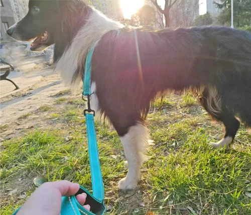 Miniatura 2 de Collar reflectante para perro, collar de perro con lazo para perros de 44 a 75 libras, collares de nailon con acolchado suave para el entrenamiento