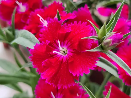 Miniatura 5 de 1000 Pinks chinos (rosa de China/rosa arcoíris) Dianthus Chinensis semillas de flores