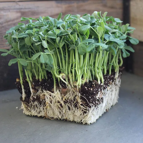 Miniatura 4 de Semillas de germinación de guisantes moteados – 5 libras – Semillas de germinación de guisantes verdes certificadas orgánicas, sin OMG – Brotes