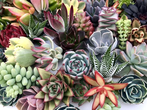 10 esquejes surtidos de suculentas vivas, no hay 2 suculentas iguales, ideal para terrarios, mini jardines y como plantas de inicio por The