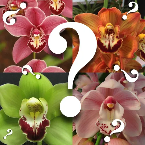 -- Plántulas misteriosas de Cymbidium sin etiqueta para cultivadores de pacientes, gran variedad sin etiquetas de identificación, más de 3 años