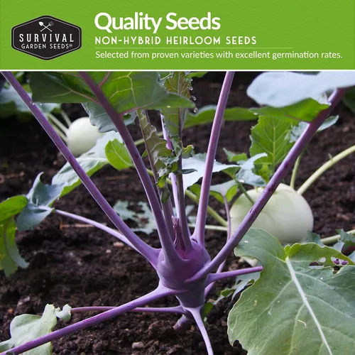 Miniatura 3 de Colección de semillas de colinabo para plantar, 2 paquetes para plantar y cultivar plantas de colinabo de Viena blanca y púrpura de Viena - Cebollas