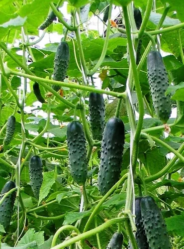 Semillas de pepino autopolinizador de interior Firm Secret F1 Hybrid Vegetal para plantar sin OMG - Tiempo de cosecha 55 días