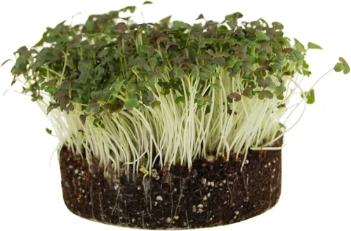 Miniatura 3 de Organic Red Streaks Mizuna - Semillas de mostaza – 1 onza ~ 11,300 semillas – Semillas para cultivar verduras y hierbas verdes de hoja verde
