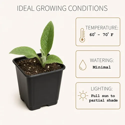 Miniatura 4 de Smoke Camp Crafts Planta de consuelda, Symphytum officinale, hermosas plantas de punto, decoración de jardín, maceta de 2.5 pulgadas
