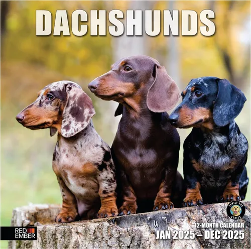 Miniatura 7 de RED EMBER Beagles - Calendario de pared 2025 de 12 meses, 12 x 24 pulgadas, abierto, papel grueso y resistente, para regalo, calendario 2025