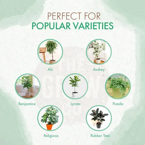 Fiddle Leaf - Alimento para plantas de higuera – Pellets fertilizantes de liberación lenta para higos en maceta, nutrientes constantes para cultivar