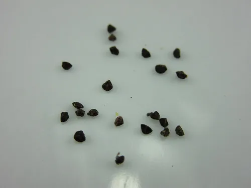 UPC0764425788287 - Semillas de espinela azul (Anagallis monelli) de Robsrareandgiantseeds UPC0764425788287 Sin OMG, orgánico, cultivador de EE. UU.,