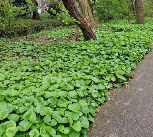 Miniatura 5 de 5 raíces de jengibre silvestre, plantas vivas de jengibre canadiense, cobertura del suelo, Asarum canadense (paquete de 5)