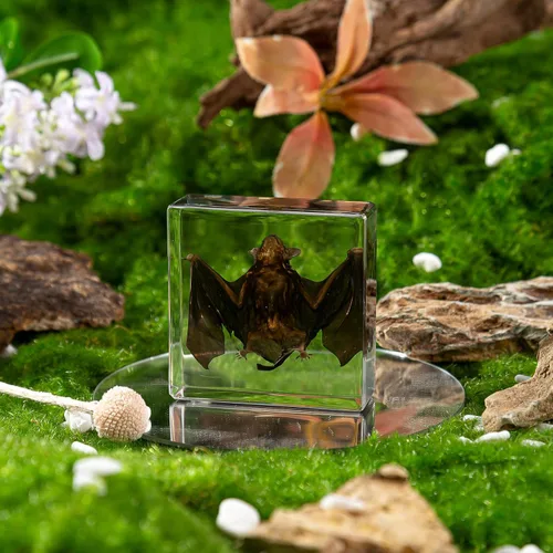 Miniatura 2 de Murciélago de taxidermia real en resina, animales de taxidermia para exhibición gótica en el hogar, rarezas y curiosidades, regalos