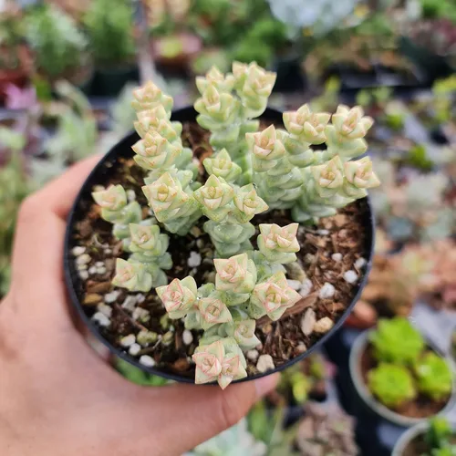 Miniatura 7 de Plantas de cactus suculentas vivas raras (maceta Monanthes polyphylla)