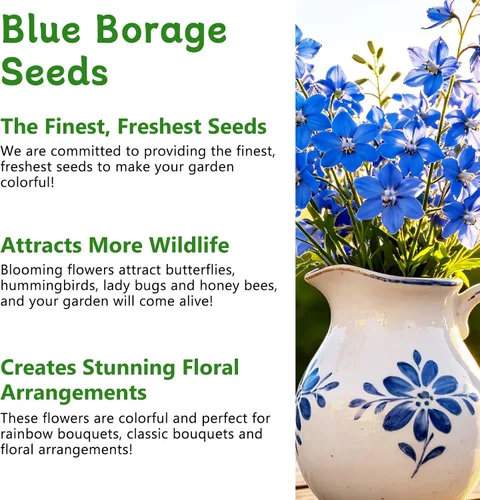 Miniatura 4 de LUOJIBIE Semillas de borraja, más de 2,000 semillas de borraja azul para plantar en exteriores e interiores, semillas de flores a granel