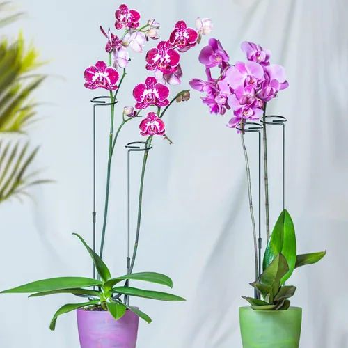 Miniatura 3 de Mwellewm Juego de 6 estacas para plantas de 12/25/36 pulgadas, estacas de soporte ajustables altas para interiores y exteriores, poste de tallo