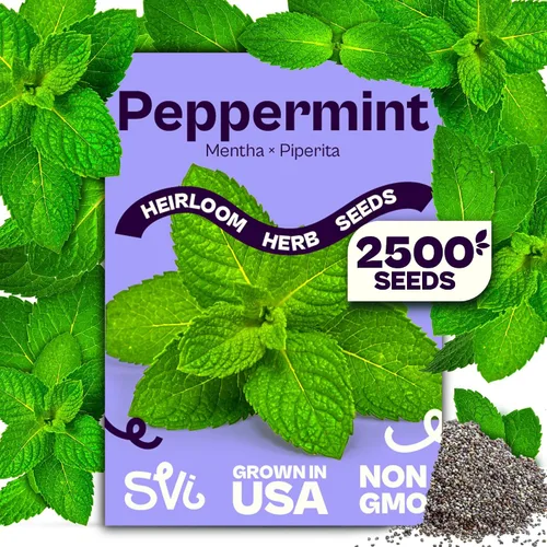 Miniatura 20 de SVI 2000 semillas de albahaca genovesa (Ocimum basilicum) - Paquetes de semillas de albahaca dulce - Semillas aromáticas de hierbas culinarias