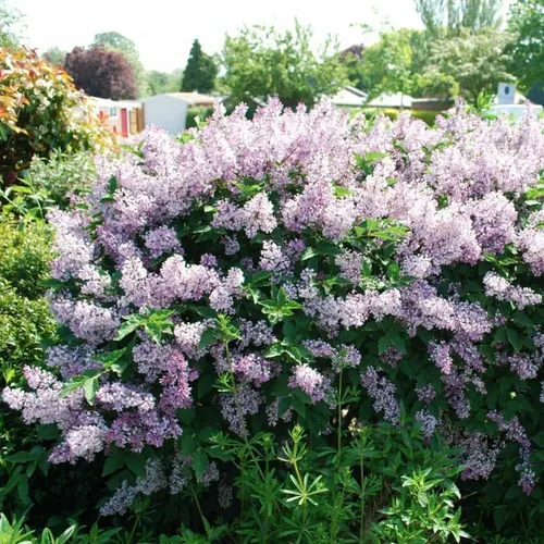 Miniatura 2 de Miss Kim Lilac Bushes Planta viva Syringa para plantar al aire libre, planta de flores fragantes Syringa de aproximadamente 5 a 7 pulgadas