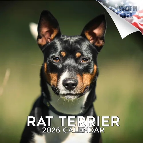 Calendario de Rat Terrier 2025 2026 – Calendario mensual de pared de raza de perro – 12" x 24" abierto – Papel grueso que no se corre – Para regalo