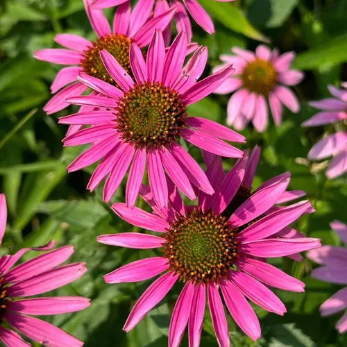 Miniatura 4 de 100 semillas de equinácea morada – Semillas de flores de equinácea rosa para plantar, variedad de reliquia sin OMG para jardines de flores silvestres
