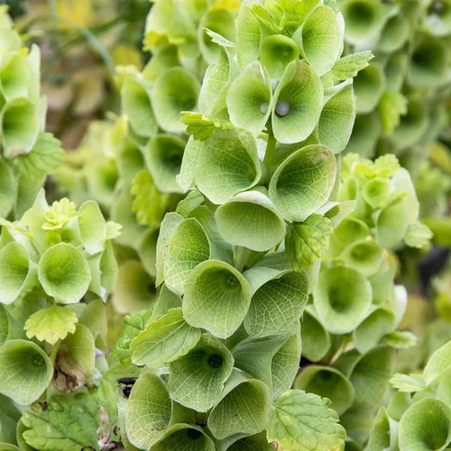 Bells of Ireland - Semillas de plantas de flores, 1 onza ~ 4000 semillas, Moluccella laevis, anual, polinizada abierta, jardín de flores