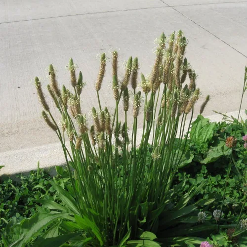 Plátano Buckhorn (Plantago coronopus) - Paquete de 50 Semillas