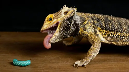 Miniatura 2 de Hábitat prémium para gusanos cuernos – 26-35+ unidades por taza Alimento rico en nutrientes para dragones barbudos, geckos y otros reptiles Chow
