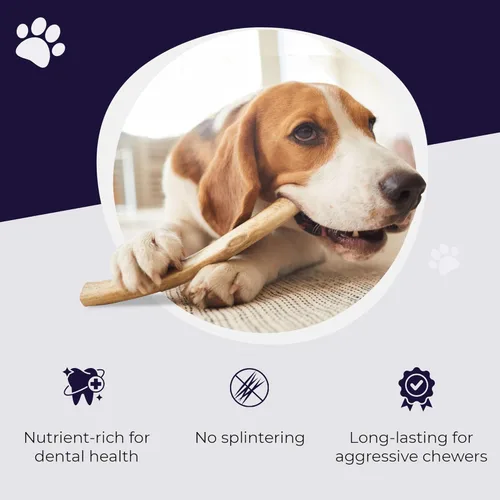 Miniatura 4 de Devil Dog Pet Co. Cornamentas de alce para perros, extra grandes 17,8 cm+, 1 paquete, grado A, masticable duradero para masticadores agresivos, asta