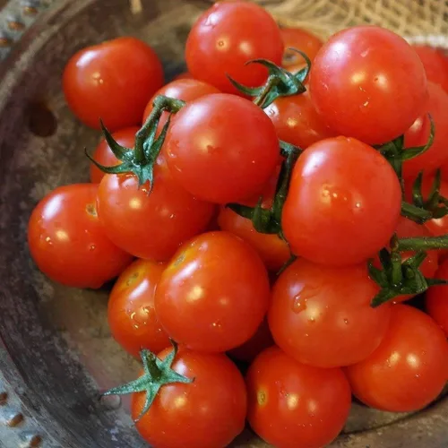 Miniatura 2 de Gaea's Blessing Semillas – Semillas de tomate – Pequeña reliquia de cereza roja – Semillas sin OMG con instrucciones de siembra fáciles de seguir