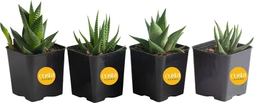 Miniatura 9 de Costa Farms - Suculentas Haworthia, planta de interior viva, con raíz, 6 pulgadas de alto, en maceta cultivadora, paquete de 3