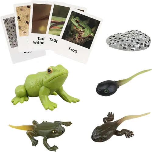 Miniatura 11 de Figuras del Ciclo de Vida de Animales Montessori con Tarjetas Flash, Juguetes de Figuritas de Animales Realistas, Juego Educativo de Emparejamiento