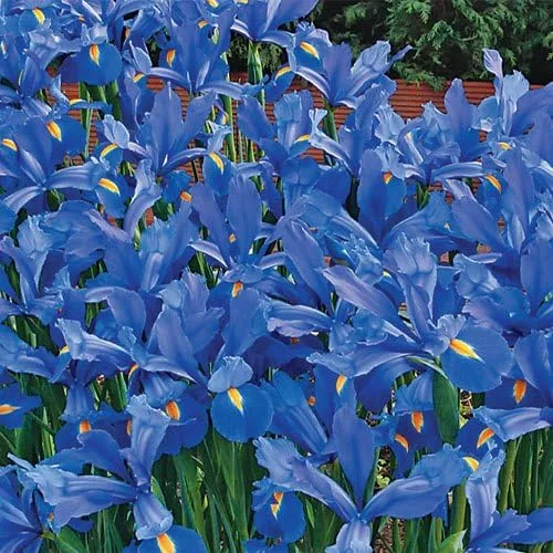 Miniatura 2 de Votaniki Discovery Dutch Iris Bulbos – Floraciones de larga duración, Hollandica 'Discovery' Bombillas de iris para plantar Perenne floreciente