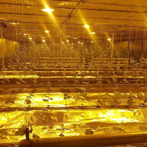 Miniatura 6 de HFS (R) Rollo de lámina de película de diamante de 6 Mil altamente reflectante Mylar de aluminio para salas de cultivo e invernaderos 4 pies x 25
