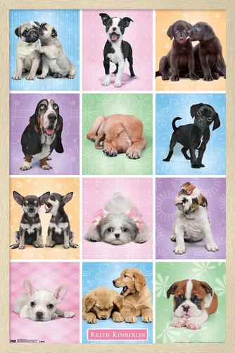 Miniatura 6 de Trends International Póster de pared Puppies Cuties, 22.375 x 34 Versión con marco negro