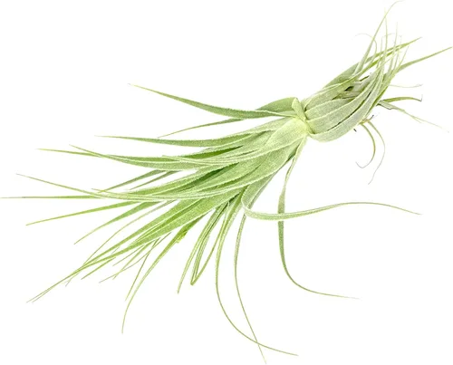 Miniatura 7 de Planta aérea viva - Tillandsia Gardneri 5-7" - ragnaroc Planta tropical de interior rara para coleccionistas - Llegada viva garantizada - Plantas