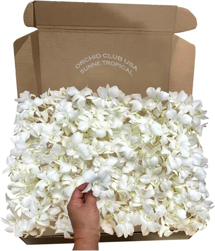 Miniatura 9 de Miami Fresh Orchid Flores perecederas de floración suelta OrchidClub USA Sunne Tropical DIY lei, decoración de alimentos y bebidas (100 azul)