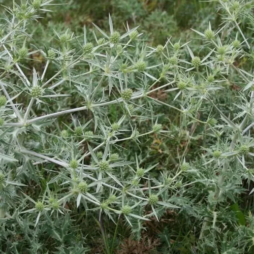 Seaholly Eryngo Seeds (Eryngium campestre) Más de 20 semillas de hierbas médicas culinarias raras empaquetadas en cápsulas de semillas congeladas
