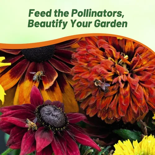 Miniatura 6 de Outsidepride All Sorts Mix Rudbeckia Seeds - 100 unidades. Semillas de flores anuales, fáciles de cultivar y auto-siembradas para plantar flores