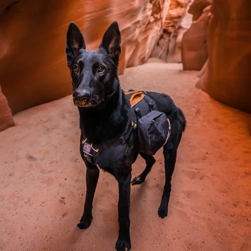 Miniatura 4 de Kurgo Mochila alforja para perro, arnés para perro, paquete de senderismo para perros, paquetes para mascotas para llevar, arnés de chaleco