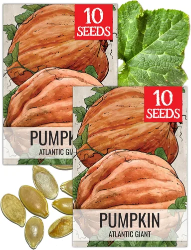 Miniatura 44 de Seed Needs, Jack O' Lantern - Semillas de calabaza – 25 semillas tradicionales para plantar Cucurbita Pepo – Sin OMG y sin tratar, ideal para tallar