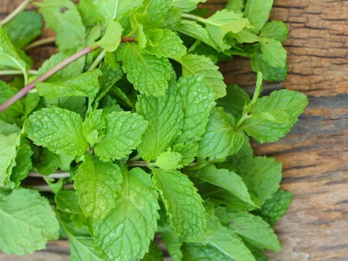 Miniatura 2 de Semillas Menta Menta Mentha Hierbas Medicinales Jardín para Plantar No GMO 1000 Semillas