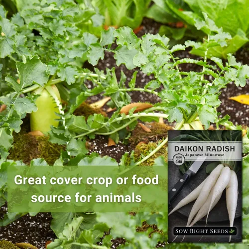 Miniatura 3 de Sow Right Seeds - Semillas de rábano japonés Minowase Daikon para plantar - Paquete de reliquia sin OMG con instrucciones para plantar un huerto