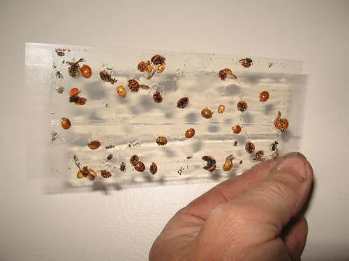 Miniatura 6 de Paquete de 10 trampas adhesivas para grillo, cucaracha/escorpión de camello