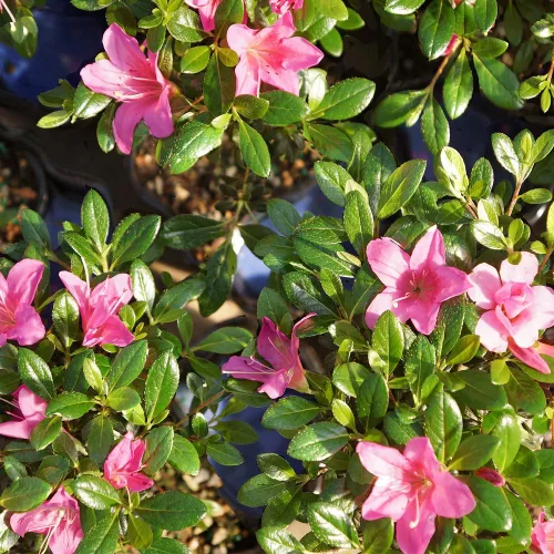 Miniatura 4 de Brussel's Bonsai Live Satsuki Azalea Bonsai, árbol de flores vivas, para exteriores, pequeño, 5 años de edad, 5 a 8 pulgadas de alto, paquete de 2