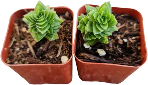 Plantas de cactus suculentas vivas (juego de dos macetas de 2 pulgadas) (Crassula Estagnol Spiralis Starter)