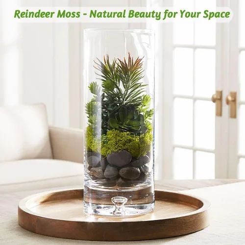 Miniatura 4 de Musgo de reno amarillo preservado de 3.5 onzas para plantas en maceta, decoración artesanal para arte de pared, musgo falso para decoración
